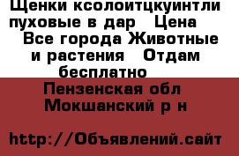 Щенки ксолоитцкуинтли пуховые в дар › Цена ­ 1 - Все города Животные и растения » Отдам бесплатно   . Пензенская обл.,Мокшанский р-н